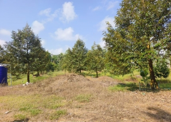 春蓬朗萱县10.5莱 300棵榴莲树 六年树龄 一莱250万泰铢