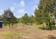 春蓬朗萱县10.5莱 300棵榴莲树 六年树龄 一莱250万泰铢